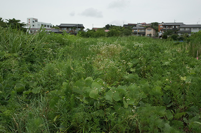 Kesennuma Oshima -Landscape during a walk 1-  Hidemi Shimura