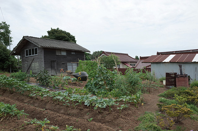 Kesennuma Oshima - neighboring field in Derek Jarman's garden style -  Hidemi Shimura